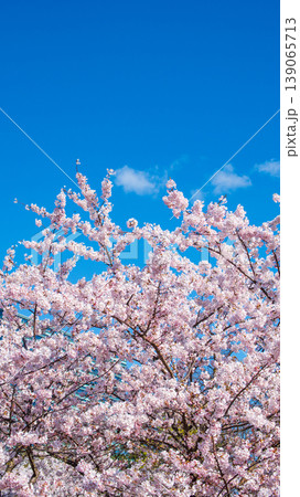 Sakura Blossom Cherry Tree in Spring Bloom. Hanami, Sakura Vilnius Sakura Blossom Cherry Tree in Spring Bloom. Hanami, Sakura Vilnius 139065713