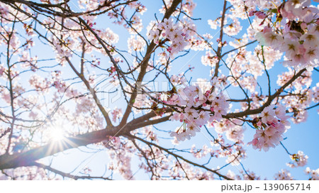 Sakura Blossom Cherry Tree in Spring Bloom. Hanami, Sakura Vilnius Sakura Blossom Cherry Tree in Spring Bloom. Hanami, Sakura Vilnius 139065714