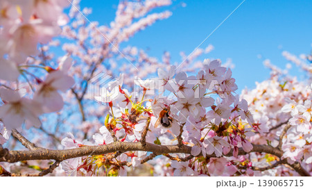 Bee collecting Honey Sakura Blossom Cherry Tree in Spring Bloom. Sakura Vilnius Bee collecting Honey Sakura Blossom Cherry Tree in Spring Bloom. Sakura Vilnius 139065715
