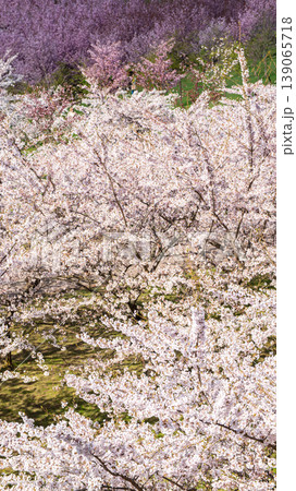 Sakura Blossom Cherry Tree in Spring Bloom. Hanami, Sakura Vilnius 139065718