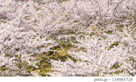 Sakura Blossom Cherry Tree in Spring Bloom. Hanami, Sakura Vilnius 139065719