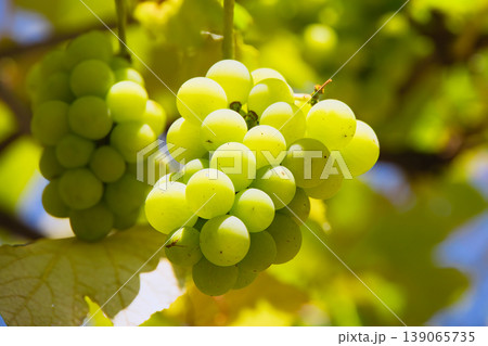 たわわに実ったマスカット系のぶどうの実 たわわに実ったマスカット系のぶどうの実 139065735