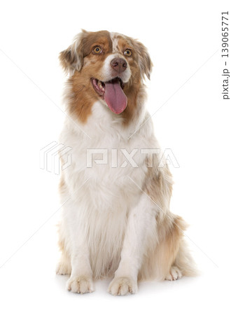 female australian shepherd female australian shepherd 139065771