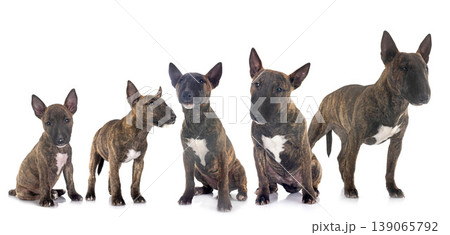 miniature bull terriers in studio 139065792