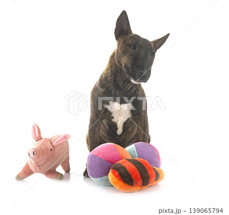 miniature bull terrier in studio miniature bull terrier in studio 139065794