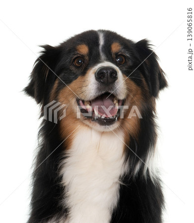tricolor australian shepherd tricolor australian shepherd 139065816