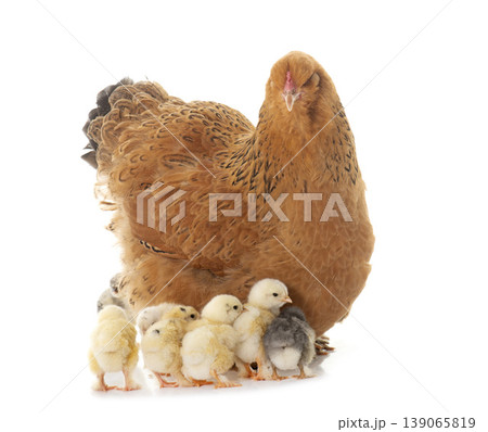 brahma chicken and chicks brahma chicken and chicks 139065819