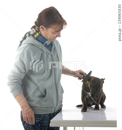 miniature bull terrier in studio miniature bull terrier in studio 139065830