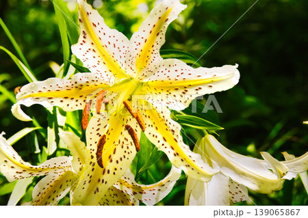 迫力のあるヤマユリの花のクローズアップ 139065867