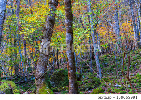 晩秋の赤西渓谷の風景　紅葉の原生林と苔むす岩1　兵庫県宍粟市 139065991