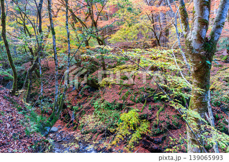 晩秋の赤西渓谷の風景35 兵庫県宍粟市 晩秋の赤西渓谷の風景35 兵庫県宍粟市 139065993