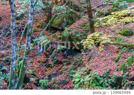 晩秋の赤西渓谷の風景36 兵庫県宍粟市 晩秋の赤西渓谷の風景36 兵庫県宍粟市 139065994