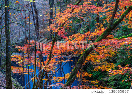 晩秋の赤西渓谷の風景 紅葉と砂防ダム2 兵庫県宍粟市 晩秋の赤西渓谷の風景 紅葉と砂防ダム2 兵庫県宍粟市 139065997