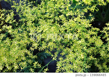 黄色の花々 黄色の花々 139066485