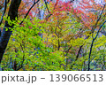 晩秋の音水渓谷の風景　紅葉する原生林2　兵庫県宍粟市 139066513