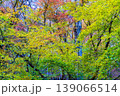 晩秋の音水渓谷の風景　紅葉する原生林1　兵庫県宍粟市 139066514