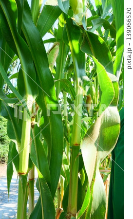 Lush Green Corn Stalks and Leaves in Agricultural Farm Field Lush Green Corn Stalks and Leaves in Agricultural Farm Field 139066520