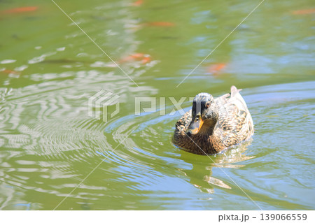 A female mallard duck swims toward the camera in a green rippling pond with goldfish in the background 139066559