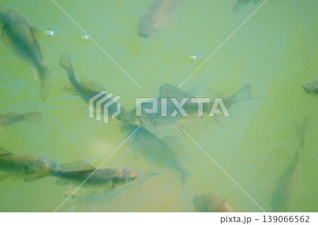 A school of dark carp swims through murky green water with small air bubbles in a peaceful garden pond A school of dark carp swims through murky green water with small air bubbles in a peaceful garden pond 139066562