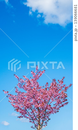 Sakura Blossom Cherry Tree in Spring Bloom. Hanami, Sakura Vilnius 139066681