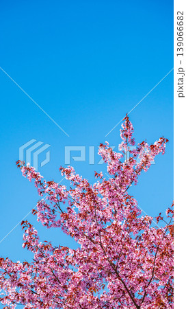 Sakura Blossom Cherry Tree in Spring Bloom. Hanami, Sakura Vilnius Sakura Blossom Cherry Tree in Spring Bloom. Hanami, Sakura Vilnius 139066682