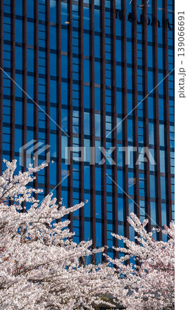 Sakura Blossom Cherry Tree in Spring Bloom. Hanami, Sakura Vilnius 139066691