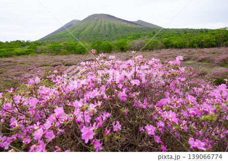 高千穂峰とミヤマキリシマ 高千穂峰とミヤマキリシマ 139066774