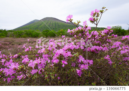 高千穂峰とミヤマキリシマ 高千穂峰とミヤマキリシマ 139066775