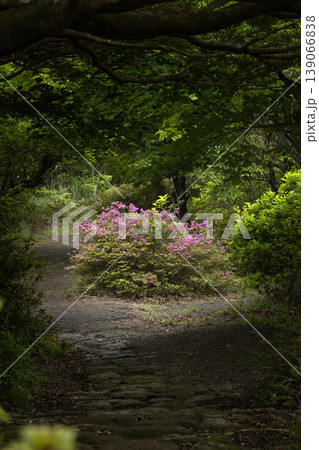 高千穂峰の深緑とミヤマキリシマ 139066838