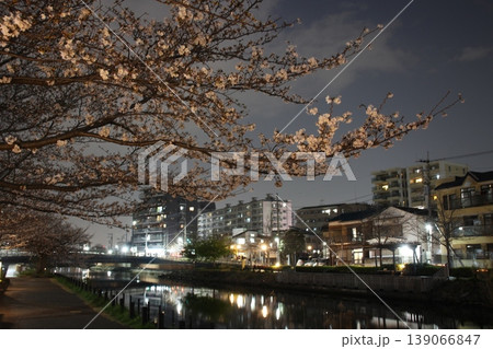 夜桜 川岸 新川 夜桜 川岸 新川 139066847