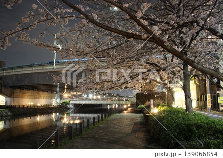 夜桜 川岸 新川 夜桜 川岸 新川 139066854