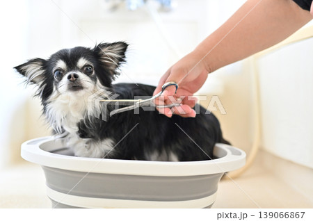 愛犬のトリミングをする女性　チワワ 139066867