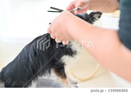愛犬のトリミングをする女性 チワワ 愛犬のトリミングをする女性 チワワ 139066868