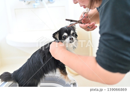 愛犬のトリミングをする女性　チワワ 139066869
