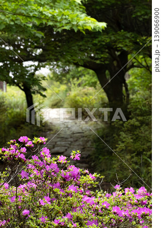 高千穂峰の深緑とミヤマキリシマ 高千穂峰の深緑とミヤマキリシマ 139066900