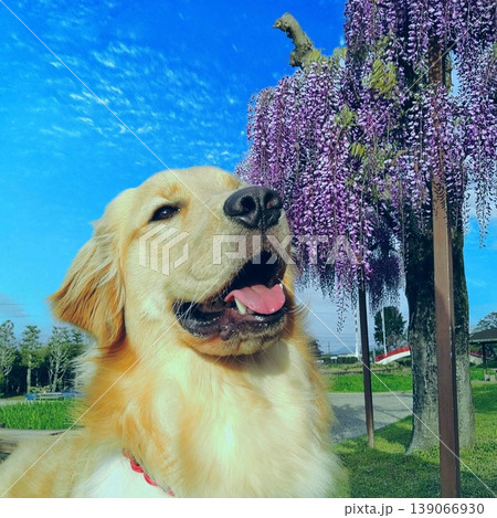 藤の花の前でお座りするゴールデンレトリーバー 藤の花の前でお座りするゴールデンレトリーバー 139066930