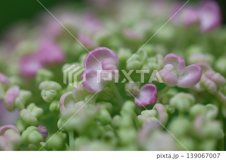 春に咲く紫陽花 139067007
