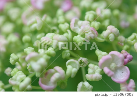 春に咲く紫陽花 春に咲く紫陽花 139067008