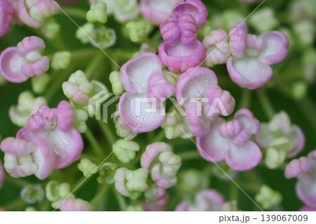 春に咲く紫陽花 春に咲く紫陽花 139067009