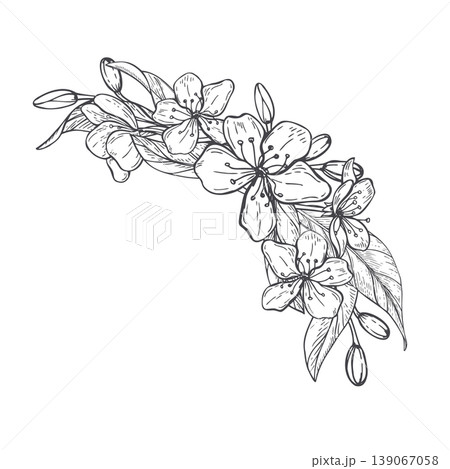 Apricot blossom branch monochrome vector drawing. Hand drawn floral sketch of flowering tree. Botanical illustration for fabric print, stationery decoration, tattoo art, spring season design element Apricot blossom branch monochrome vector drawing. Hand drawn floral sketch of flowering tree. Botanical illustration for fabric print, stationery decoration, tattoo art, spring season design element 139067058