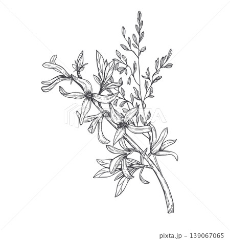Forsythia branch with flower and bud bouquet. Botanical hand drawn sketch of blooming shrub flowers with spikelet. Black and white ink illustration for wedding invitation, greeting card 139067065