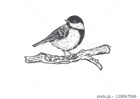 Small chickadee great tit perched on branch. Hand drawn wild songbird sketch isolated illustration. Titmouse bird vintage style wildlife art for nature decor and print design. Simple ink drawing. 139067066