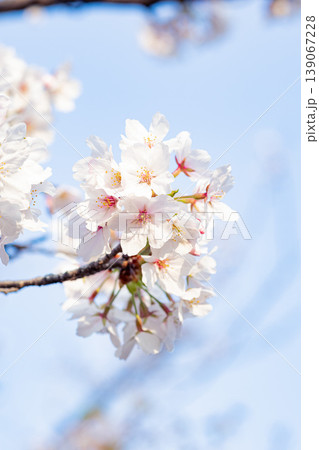 青空と桜 139067228