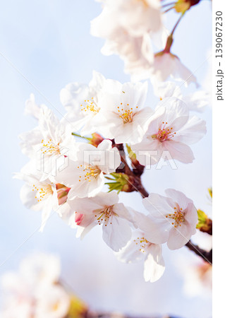 青空と桜 139067230