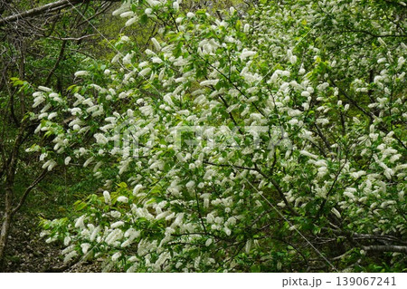 満開のウワミズザクラ(ブラシ状の変わり種桜) 満開のウワミズザクラ(ブラシ状の変わり種桜) 139067241