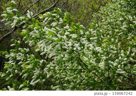 満開のウワミズザクラ(ブラシ状の変わり種桜) 満開のウワミズザクラ(ブラシ状の変わり種桜) 139067242
