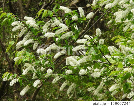 満開のウワミズザクラ(ブラシ状の変わり種桜) 満開のウワミズザクラ(ブラシ状の変わり種桜) 139067244