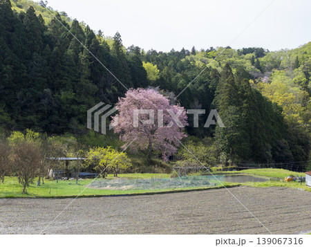 里山に咲く桜と田畑の風景 里山に咲く桜と田畑の風景 139067316