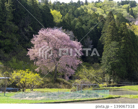 里山に咲く桜と田畑の風景 里山に咲く桜と田畑の風景 139067318