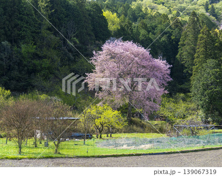 里山に咲く桜と田畑の風景 里山に咲く桜と田畑の風景 139067319
